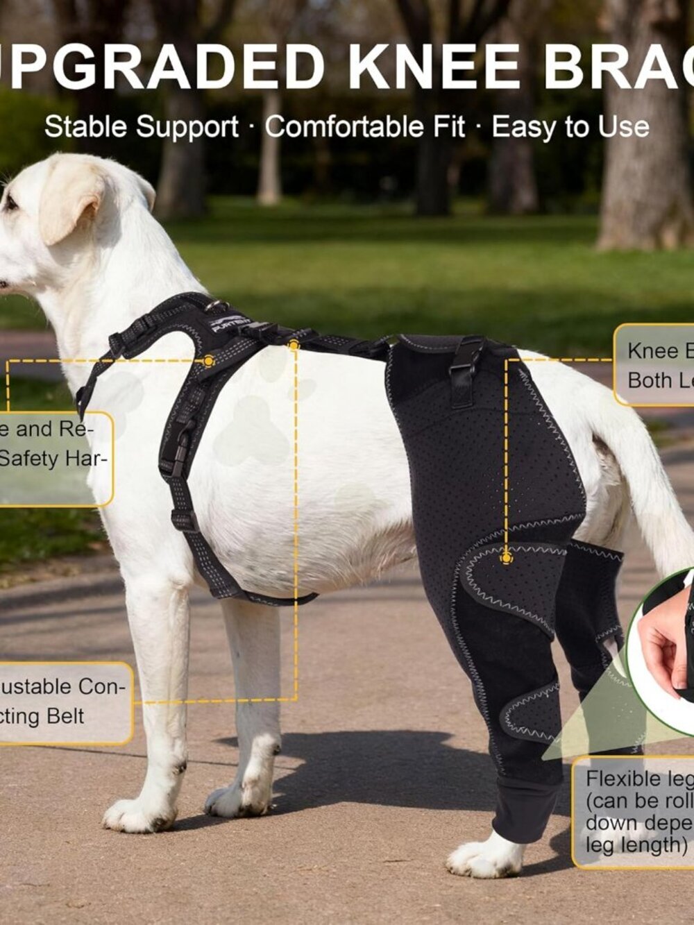 Dog ACL Knee Brace with Cruciate Ligament Injuries
